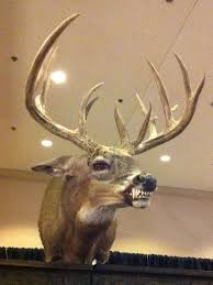 Angry Deer Bad Taxidermy Taxidermy Deer Mounts