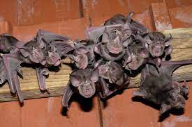 Fledermäuse sind meist nicht das ganze jahr über am haus. So Konnen Sie Fledermausen Am Haus Helfen Lbv Gemeinsam Bayerns Natur Schutzen