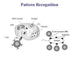 سیستم ایمنی مصنوعی (AIS) قسمت 1 - بهسان اندیش