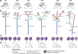 As other parts of the body are affected, new lung cancer symptoms may develop, including: Figure 1 Molecular Evolution Patterns In Metastatic Lymph Nodes Reflect The Differential Treatment Response Of Advanced Primary Lung Cancer Cancer Research