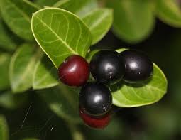 Image result for Carissa spinarum