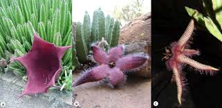 Image result for Stapelia gigantea