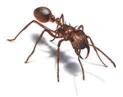 They kill bed bugs and dust mites within 72 hours and will prevent bed bugs from infesting mattresses. Alberton Bed Bug Pest Control Alberton Bed Bug Fumigation 072 679 6455
