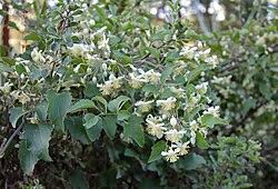 Image result for Clematis brachiata