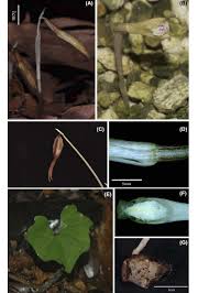 Image result for Nervilia adolphi