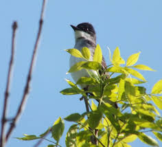 An Eastern Kingbird At Second Marsh In Oshawa Black And White Birds Oshawa Wildlife Reserve