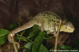 Image result for Thomandersiaceae