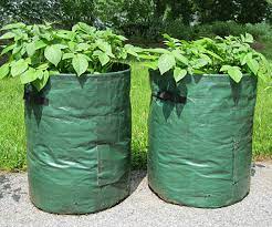 Container Potatoes