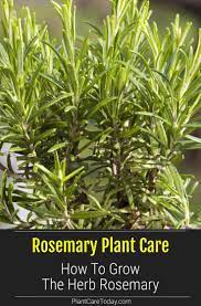 Rosemary Plant How To Care For The Herb Rosemary Rosemary Plant Rosemary Plant Care Herbs