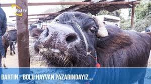 Hayvan pazarı haritalı yol tarifi, hayvan pazarı giden eshot otobüs hatları: Bartin Bolu Hayvan Pazari Sultan Pazari Youtube