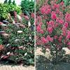 Geschickt ausgewählt bieten einheimische stauden, blumen und sträucher in jeder jahreszeit nicht. 1