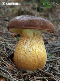 Image result for Boletus badius