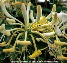 Image result for Lonicera