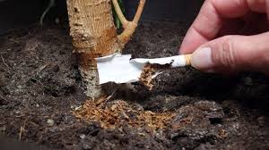 Trauermucken Bekampfen Trauermucken Pflanzen Und Mucken