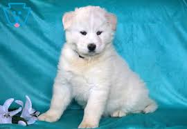 Bred and designed to work hard and well in cold climates, samoyed dogs have a fluffy, white coat and love being active and useful in the family. Freddy Samoyed Mix Puppy For Sale Keystone Puppies