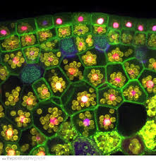 Check spelling or type a new query. Plant Cells Through A Microscope Reposti