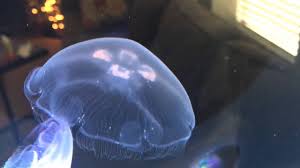 The name 'moon jelly' can refer to any of several jellies in the genus aurelia that are round with a shallow bell and relatively short tentacles. Feeding Our Pet Moon Jellyfish In Jellyfish Art Desktop Jellyfish Tank Dry Pellet Food Youtube
