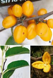 Image result for Casearia