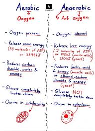 Spmstraighta Aerobic Vs Anaerobic Respiration Biology Classroom Biology Lessons A Level Biology