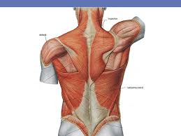 Extends, adducts and medially rotates arm. Muscle Names Movement Ppt Download