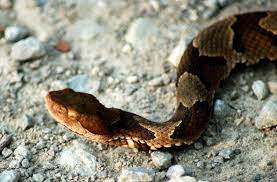Pin On Snakes