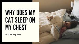 Cats have a rule of not sleeping around people they don't like or trust because they're vulnerable when asleep. Why Does My Cat Sleep On My Chest The Cat Loop