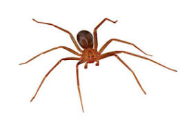 Entre os grupos de aranhas venenosas que são nocivas ao homem estão as latrodectus, loxosceles e phoneutria, todas encontradas no brasil. Aranhas Venenosas Marrom Animales Aranas Biologia