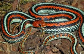 Image result for Triainolepis