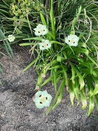 Image result for Dietes flavida