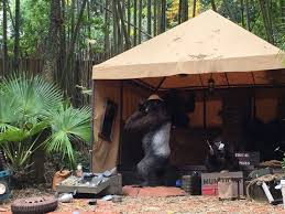 During the disney world jungle cruise renovation in 2000, the workers reworked the concrete and put in a special hidden mickey that is enhanced the jungle cruise is a replica of the original ride in disneyland. Jungle Cruise Magic Kingdom Walt Disney World
