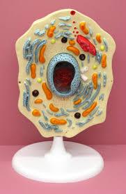 Check out our animal cell model and explanation to understand what makes these cells distinct. Laboratory Biology Animal Cell Model Big