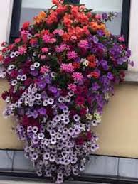 Unfinished wood window box painted gray. Hanging Baskets Of Flowers Ireland