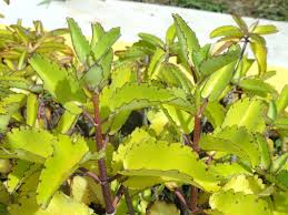 Kalanchoe Pinnata Cathedral Bells World Of Succulents Medicinal Plants Plants Planting Succulents