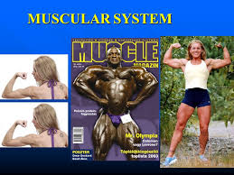 Click on the name of a muscle for a page about that muscle (works for most labels). Muscular System Muscles The Human Body Has Over 600 Muscles All Muscles Are Capable Of Contracting And Relaxing Muscle Makes Up 50 Of Total Body Ppt Download