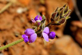 Image result for Neorautanenia ficifolia