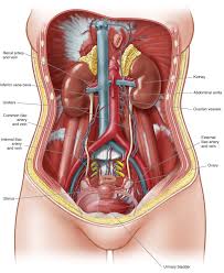 Free online quiz superficial anatomy of the trunk (female). Anatomy Of The Female Urinary Tract Obgyn Key