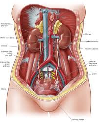 These ribs are called true ribs. Anatomy Of The Female Urinary Tract Obgyn Key