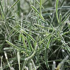 Image result for Ficinia