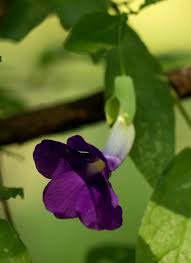 Image result for Thunbergia crispa