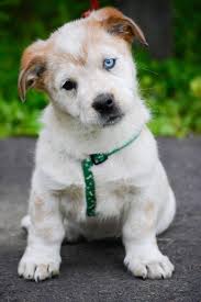 Puppy Adoptdontshop Cutedog Dog Heterochromia Puppies Dogs Cute Dogs