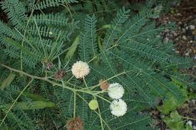 Image result for Leucas glabrata