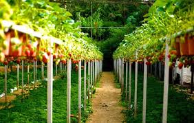 The hill system for growing strawberries is most commonly used for day neutral strawberries and everbearing strawberries. 6 Must Know Hacks To Grow The Perfect Strawberries
