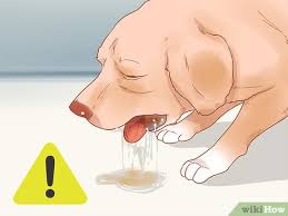 Check poison symptoms, diagnosis & treatments. How To Know When Your Dog Is Sick With Pictures Wikihow
