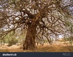 Image result for Salvadora persica
