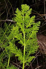 Image result for Afrosciadium