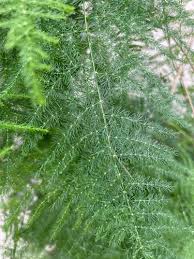 Image result for Asparagus setaceus