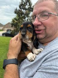 New basset owner looking for tips and chew toys