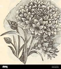 Image result for Celosia anthelminthica