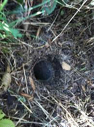 Image result for site:byggahus.se getingar