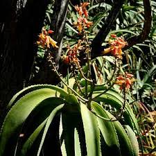 Image result for Sabicea venosa